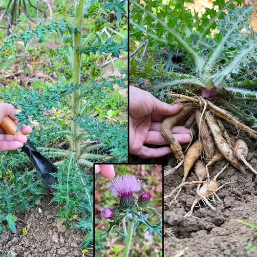 Bull Thistle (Cirsium vulgare): A Wild Plant with Surprising Benefits  